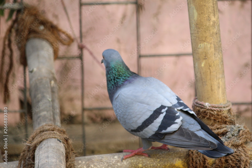 Obraz premium sparrow couple