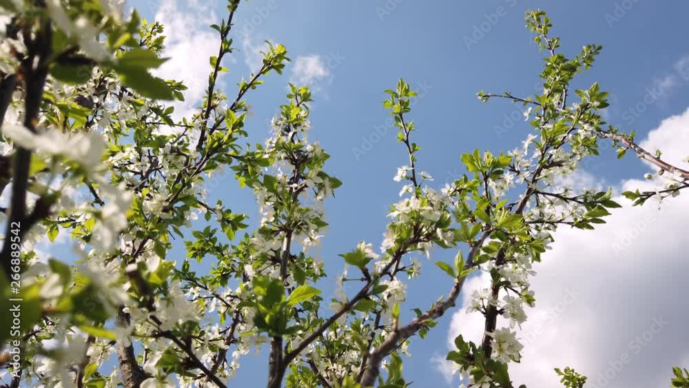 Blooming branches of cherry trees in a sunny day in the spring against the blue sky. View from bottom to upward Blooming branches of cherry trees in a sunny day in the spring against the blue sky. View from bottom to upward
