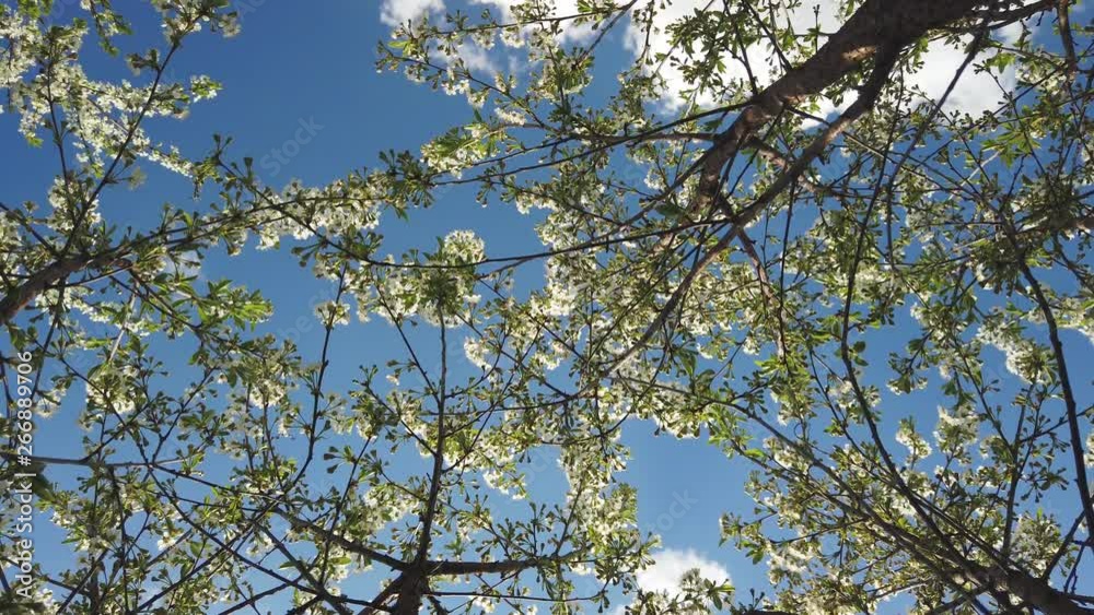 Blooming cherry trees swaying in the wind in a sunny day in the spring against the blue sky. View from bottom to upward Blooming cherry trees swaying in the wind in a sunny day in the spring against the blue sky. View from bottom to upward