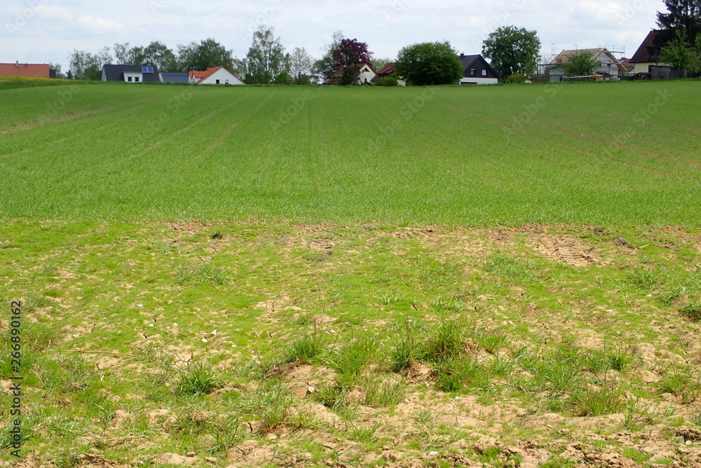 Fototapeta premium Wiese mit Trockenrillen im Frühjahr in Steinenbronn (Kreis Böblingen)