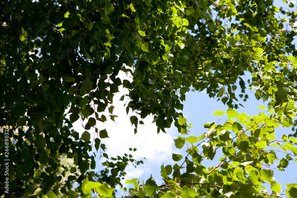 Green yellow leaves with lens flare background Green yellow leaves with lens flare background
