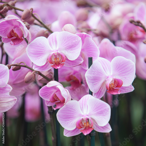 dutch greenhouse with mass cultivation of pink orchids in holland