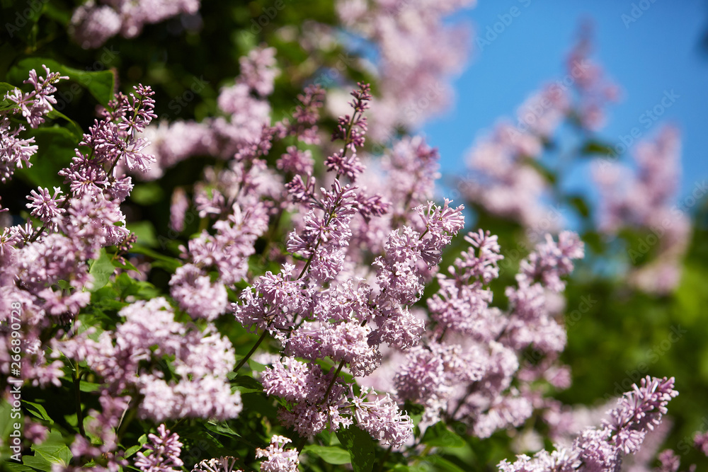 Spring background. Syringa. Spring background. Syringa.