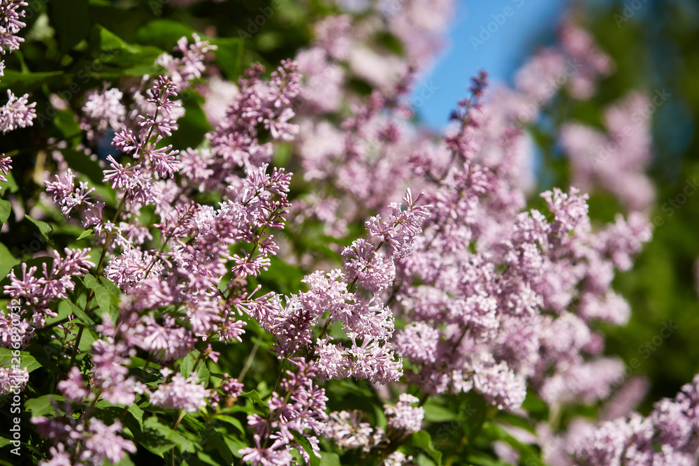 Spring background.  Syringa.