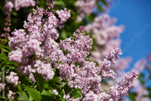 Spring background.  Syringa.