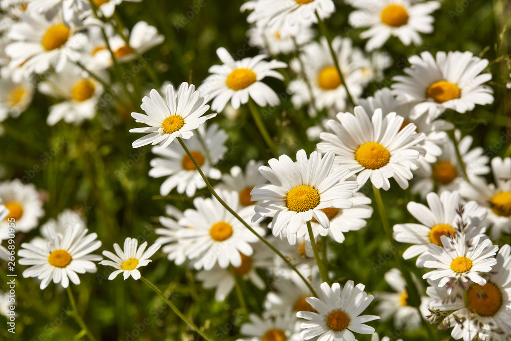 Spring or summer background of camomiles Spring or summer background of camomiles