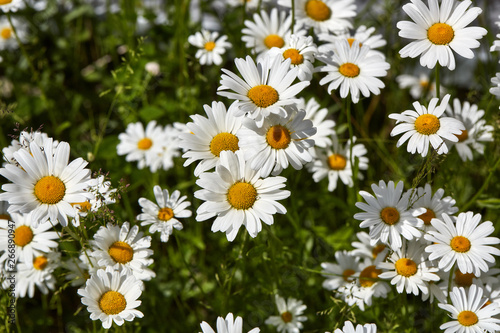 Spring or summer background of camomiles