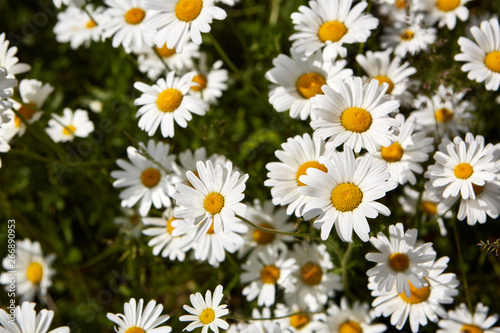 Spring or summer background of camomiles