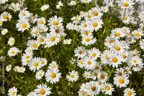Spring or summer background of camomiles