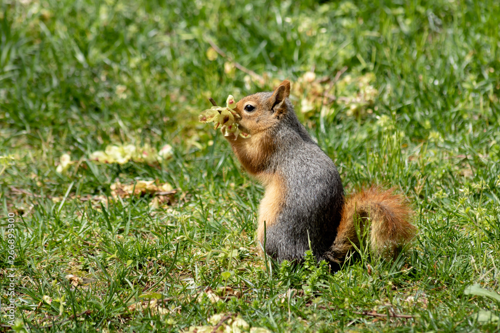 Naklejka premium Wild squirrel eating flower in the forest. A very cute redhead squirrel on green grass. Beautiful squirrel with fluffy tail