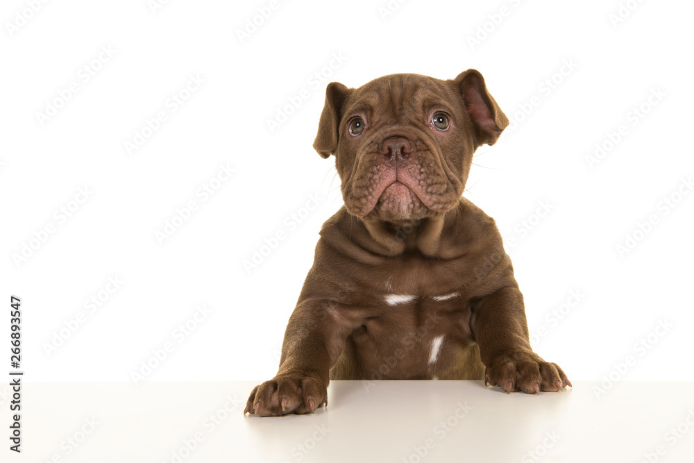 Cute old english bulldog puppy with paws on a table on a white background