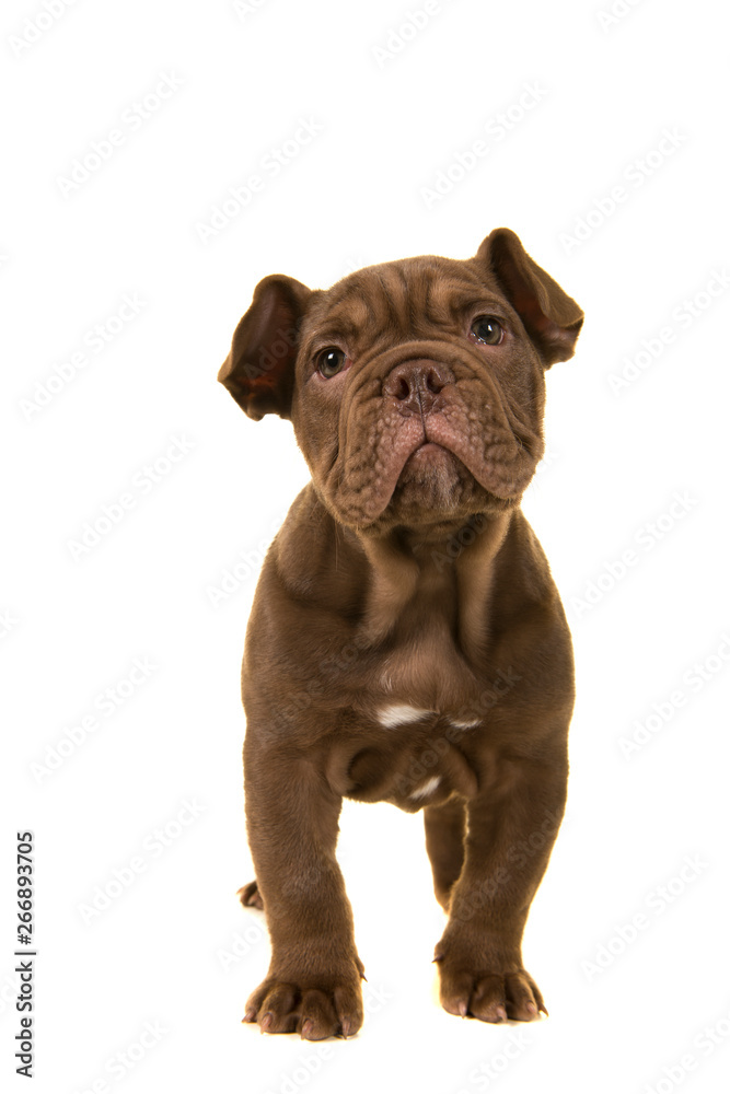 Cute old english bulldog puppy looking up standing isolated on a white background