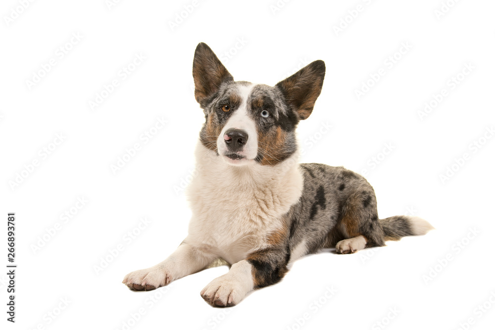 Welsh corgi looking at the camera lying down on a white background Welsh corgi looking at the camera lying down on a white background
