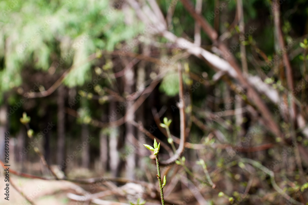 Spring details: young blooming buds in the forest, young leaves