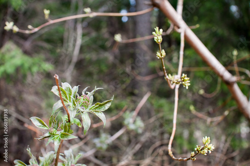 Spring details: young blooming buds in the forest, young leaves