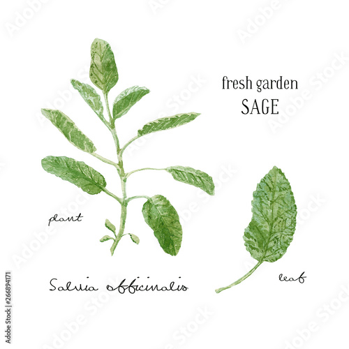 Salvia officinalis or garden sage. Sage branch and single leaf close up isolated on white background. Botanical watercolor illustration