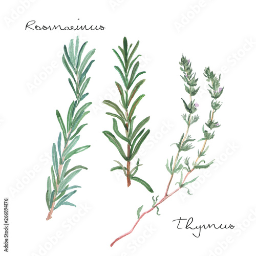 set of herbs and spices with rosemary and thyme watercolor green branches