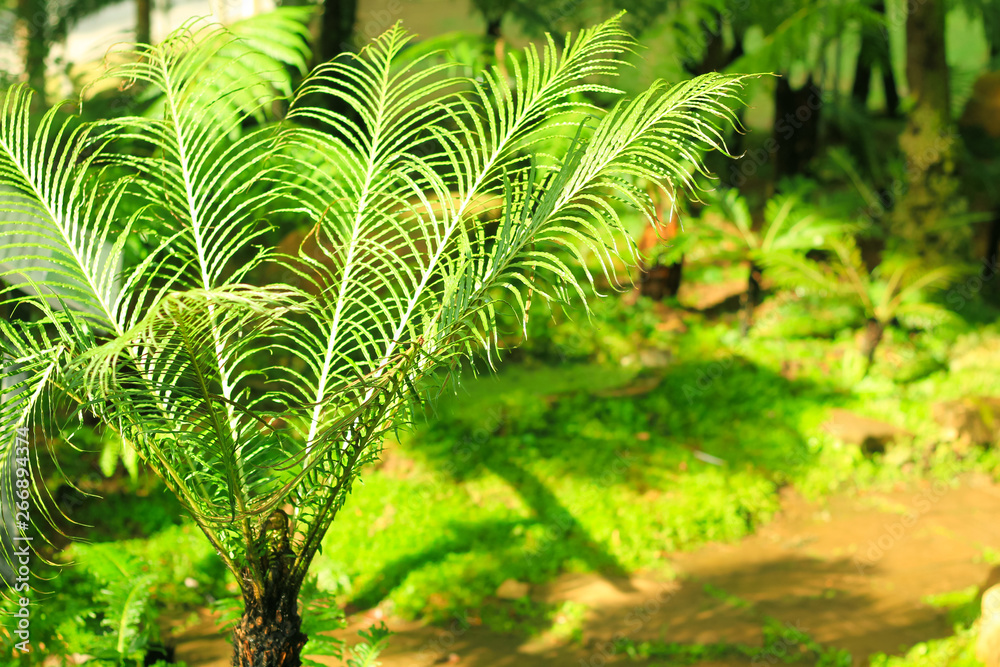 fern in rain forest background