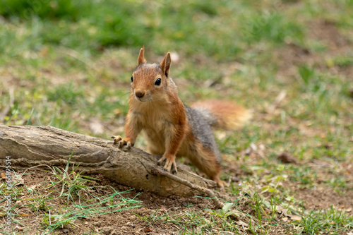 Squirrel in spring park forest. Spring squirrel portrait. Beautiful squirrel with fluffy tail