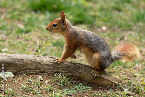 Beautiful squirrel with fluffy tail. Squirrel in spring park forest.   Spring squirrel portrait.