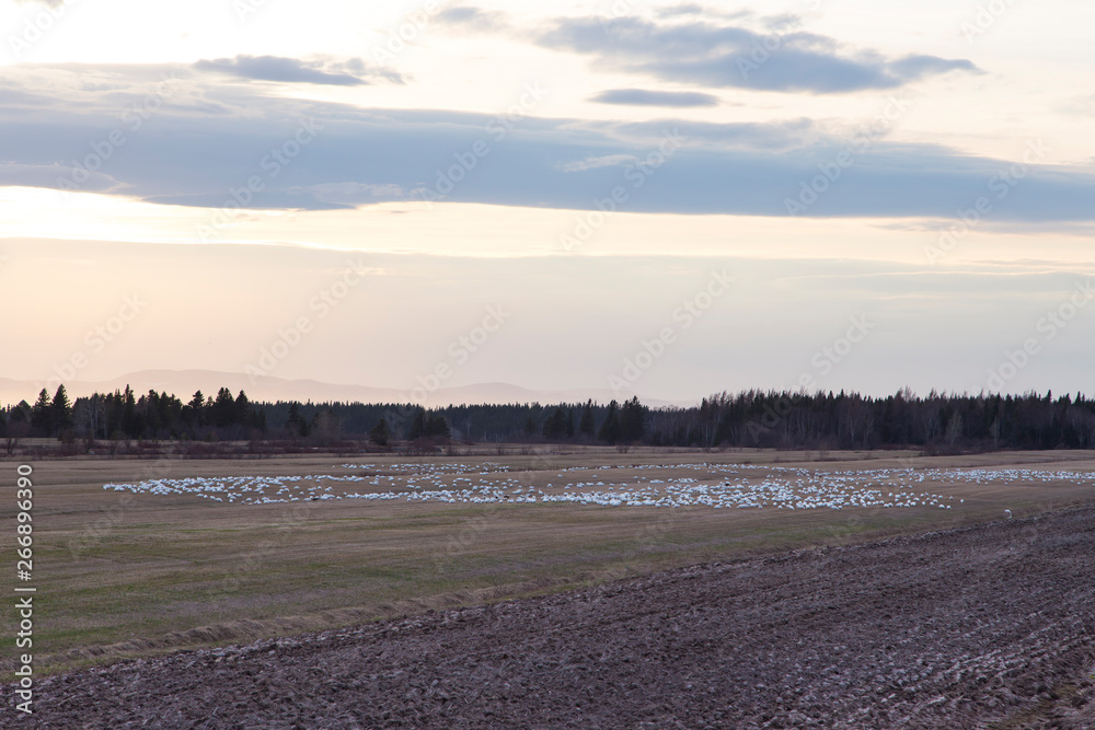 Greater snow geese feeding in a field in the evening during the spring migration, Cacouna, Quebec, Canada