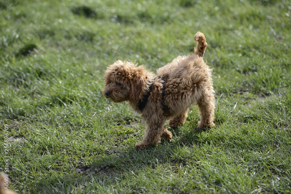 Fototapeta premium red cockapoo puppy