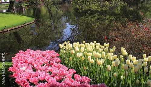Bild auf Leinwand Parterre de fleurs  de toutes les couleurs au printemps dans le  parc de Keukenhof en Hollande