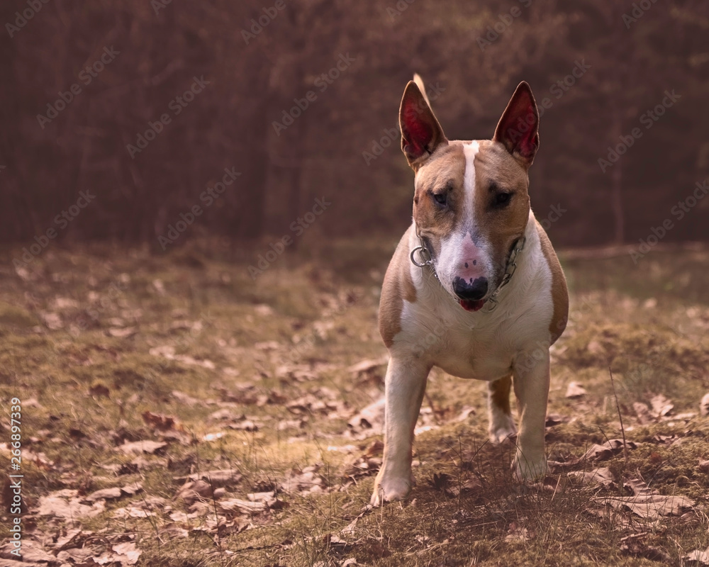 English mini bull terrier portrait with free space for text