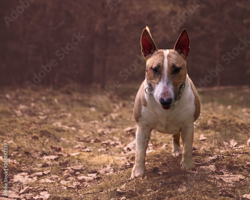 Fototapeta Naklejka Na Ścianę i Meble -  English mini bull terrier portrait with free space for text