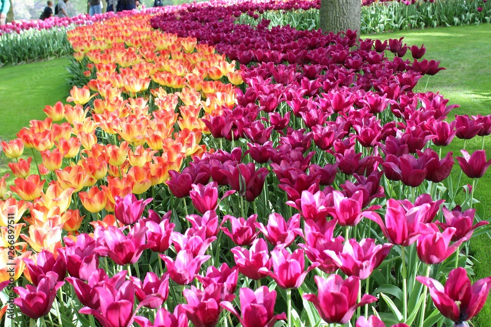 Parterre de fleurs de toutes les couleurs au printemps dans le parc de Keukenhof en Hollande. Parterre de fleurs de toutes les couleurs au printemps dans le parc de Keukenhof en Hollande.