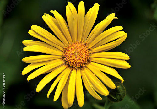 yellow flower