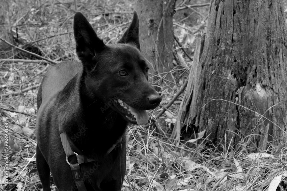 Cute black dog hiking in a forest.