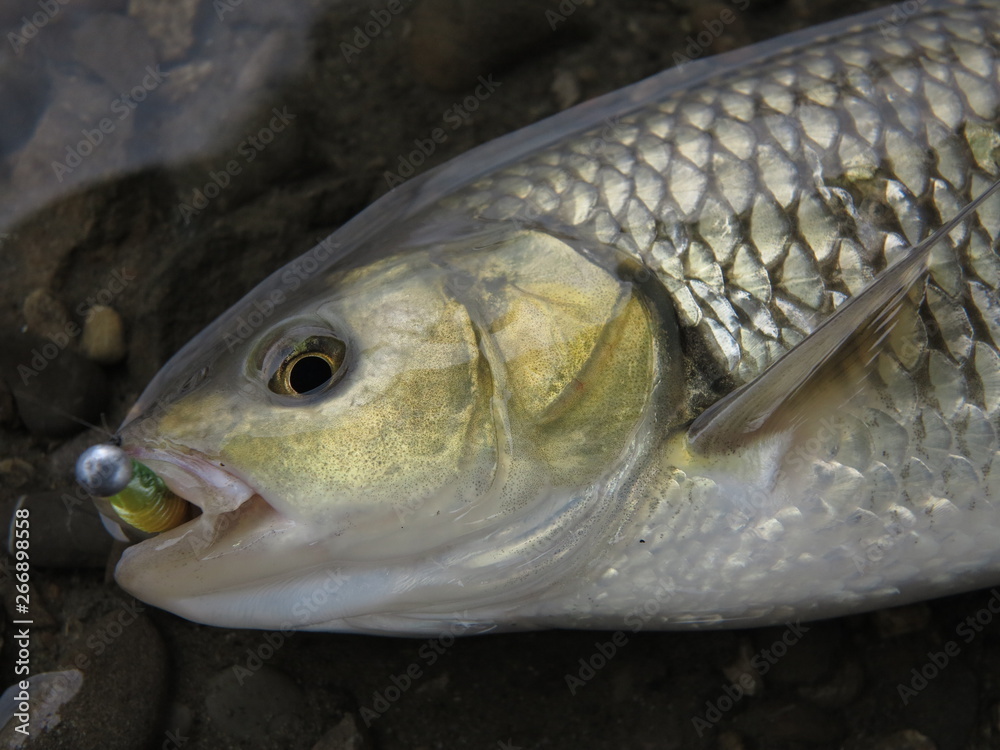 Chub fishing with lure on river Chub fishing with lure on river