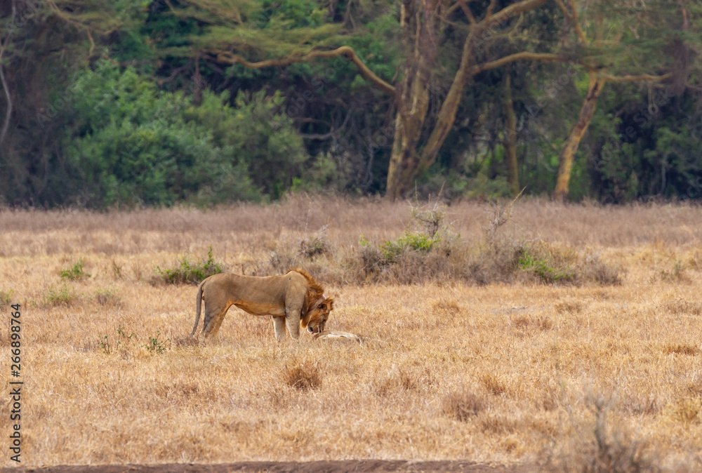 Lion and Lioness about to mate (Panthera leo), Maasai Mara National Reserve, Kenya, Africa. Side view of male standing over female Lion and Lioness about to mate (Panthera leo), Maasai Mara National Reserve, Kenya, Africa. Side view of male standing over female
