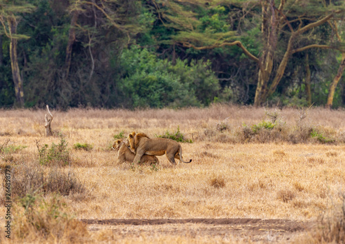 African lions, mating male and female pair, Panthera leo in Maasai Mara National Reserve, Kenya, Africa. Dry grassland with dark woods beyond. Copy space for text