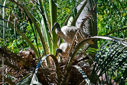 Canvas Print Australia, NSW, Sydney, Zoology