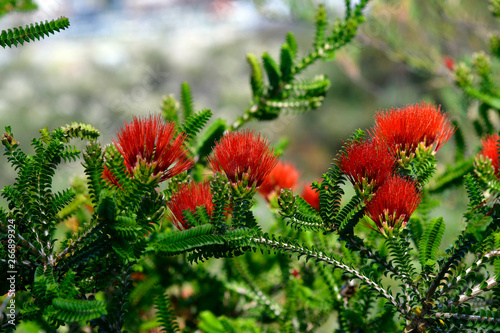 Australia, Botany