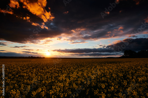 Rapeseed flowers at evening. Beautiful sunset with dark blue sky, bright sunlight and clouds.