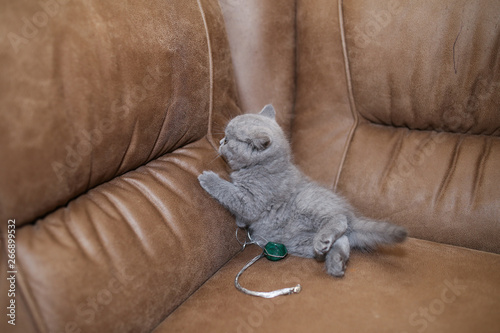 Little gray fluffy kitten on the couch.