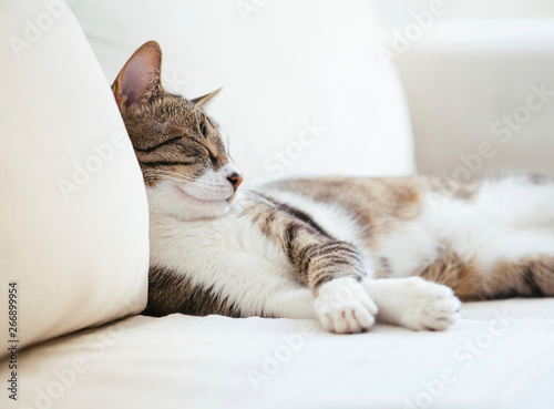 Fototapeta Lazy cat sleeping on couch
