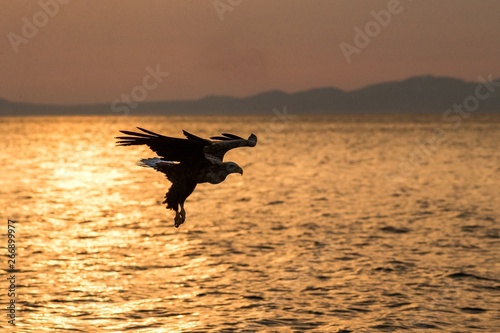 White-tailed eagle in flight hunting fish from sea Hokkaido  Japan  Haliaeetus albicilla  majestic sea eagle with big claws aiming to catch fish from water surface  wildlife scene birding adventure