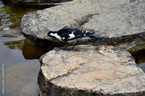 Australia, Zoology, Peewee photo