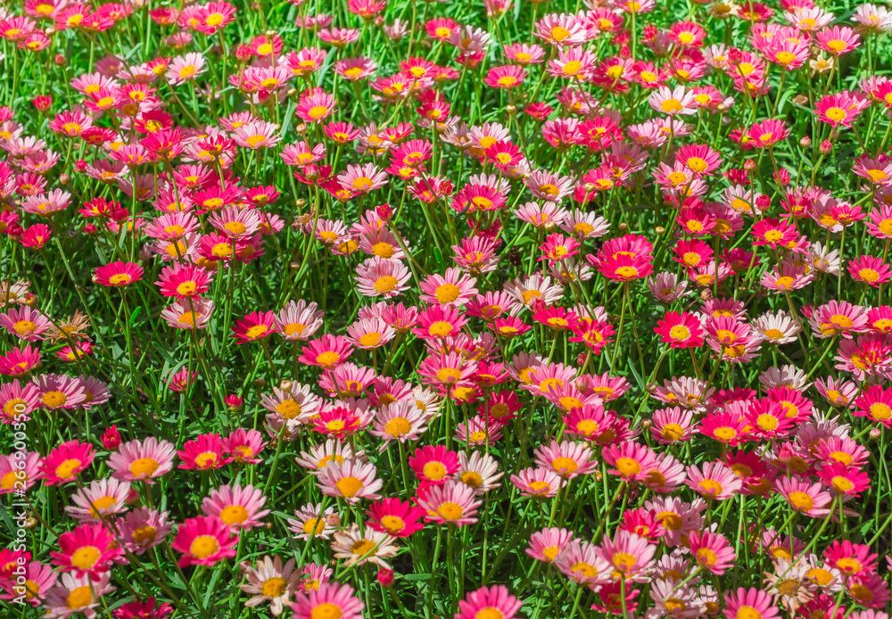 Happy pink daisy fower field detail at springtime - nature background with vivid colors Happy pink daisy fower field detail at springtime - nature background with vivid colors