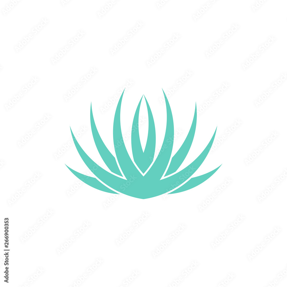 Blue agave. Isolated plant on white background Blue agave. Isolated plant on white background