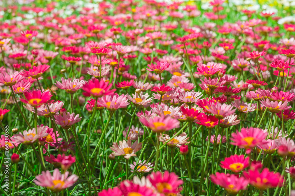 Happy pink daisy fower field detail at springtime - nature background with vivid colors