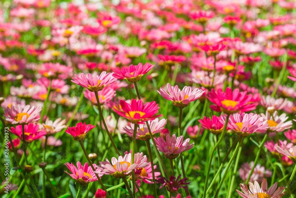 Happy pink daisy fower field detail at springtime - nature background with vivid colors Happy pink daisy fower field detail at springtime - nature background with vivid colors