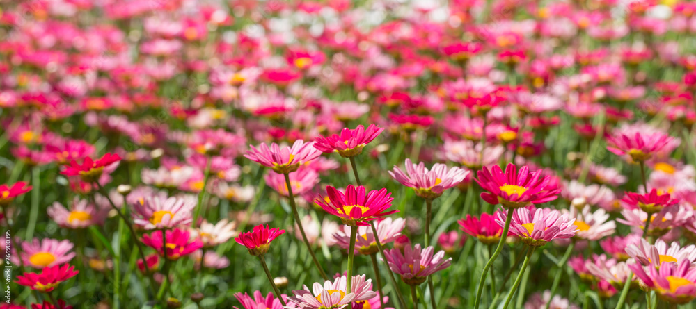 Happy pink daisy fower field detail at springtime - nature background with vivid colors Happy pink daisy fower field detail at springtime - nature background with vivid colors