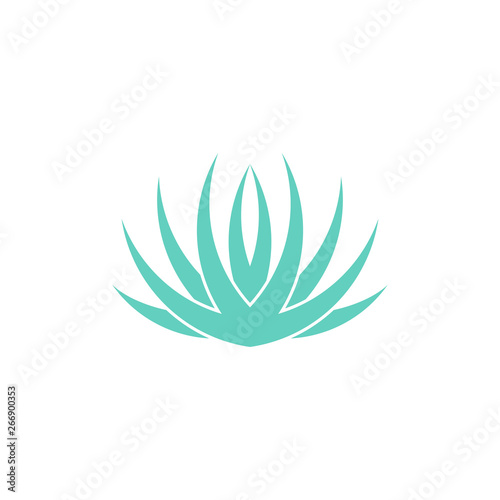 Blue agave. Isolated plant on white background