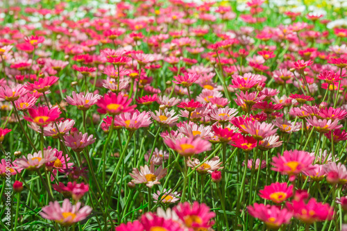 Happy pink daisy fower field detail at springtime - nature background with vivid colors © zozzzzo