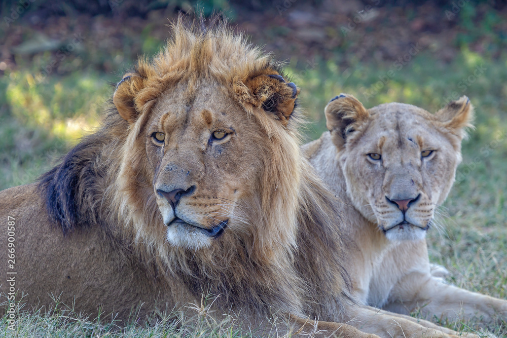 Leones